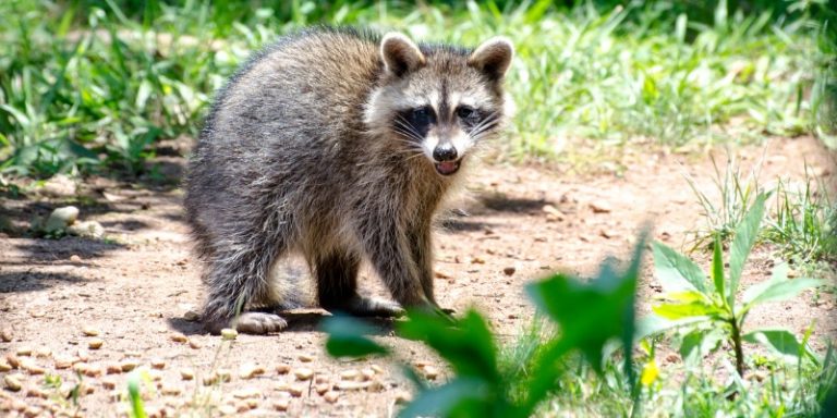 how-long-can-baby-raccoons-live-without-their-mother-classified-mom