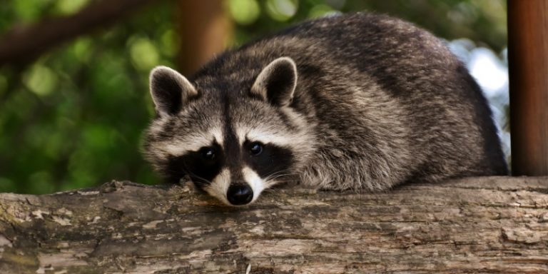 When Do Baby Raccoons Leave The Nest? - Classified Mom