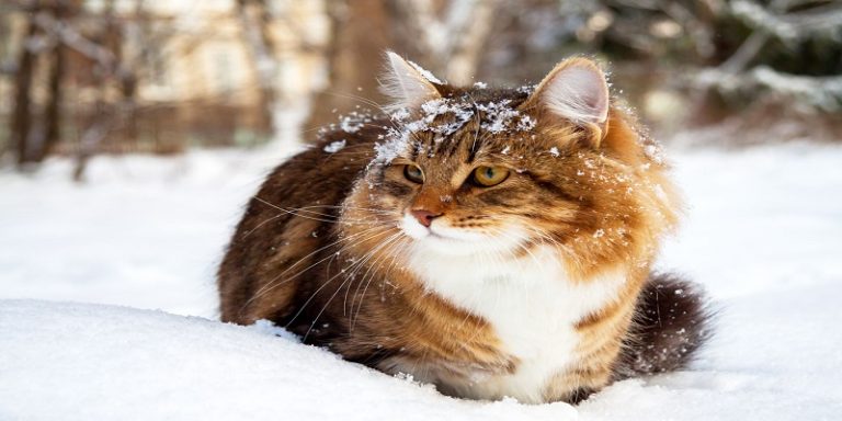 at-what-temperature-do-cats-get-cold-classified-mom