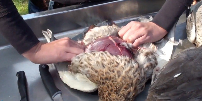 How To Clean A Duck