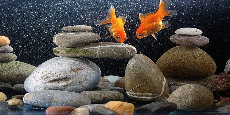 How To Clean Aquarium Rocks