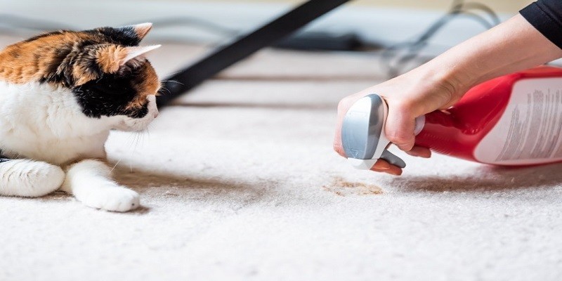 How To Clean Cat Vomit From Carpet