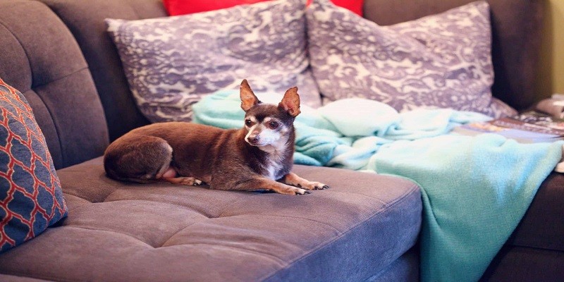 How To Get Dog Smell Out Of Couch And Carpet